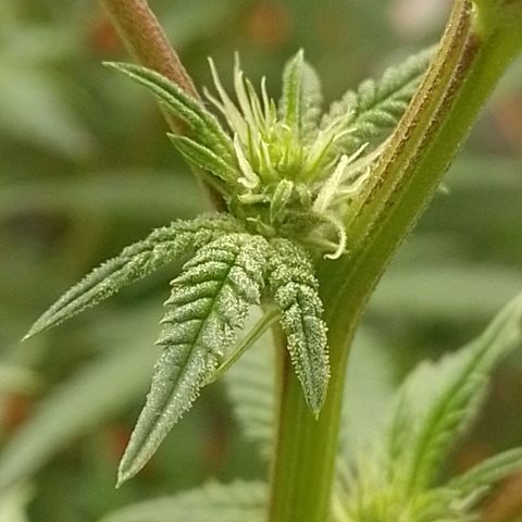 Nirvi growlog timeline photo