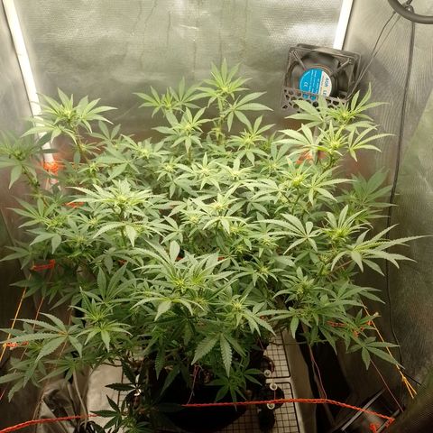 Nirvi growlog timeline photo