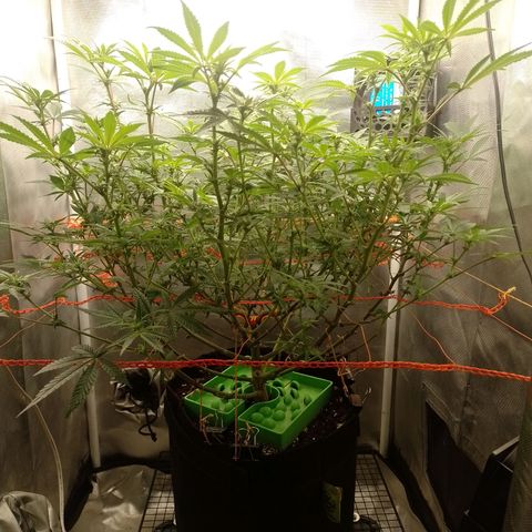 Nirvi growlog timeline photo