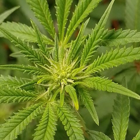 Nirvi growlog timeline photo