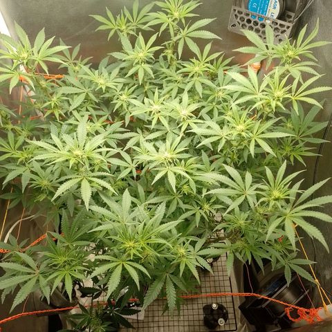 Nirvi growlog timeline photo