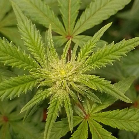 Nirvi growlog timeline photo