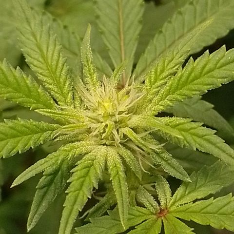 Nirvi growlog timeline photo