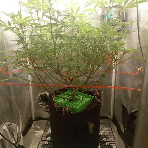 Nirvi growlog timeline photo