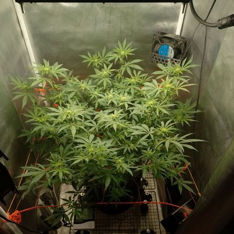 Nirvi growlog timeline photo