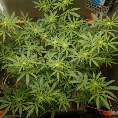 Nirvi growlog timeline photo