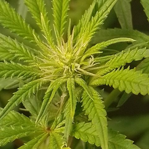 Nirvi growlog timeline photo