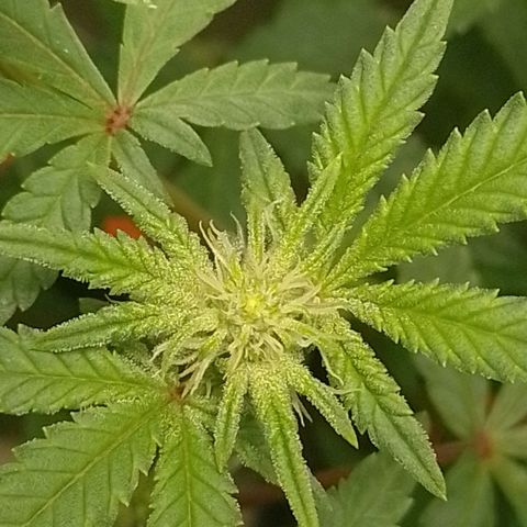 Nirvi growlog timeline photo