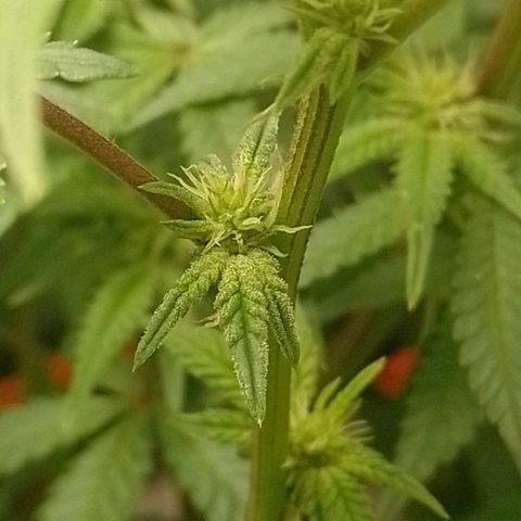 Nirvi growlog timeline photo