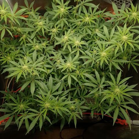 Nirvi growlog timeline photo