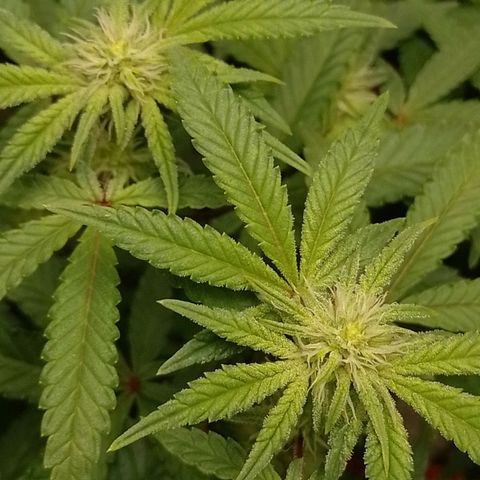 Nirvi growlog timeline photo
