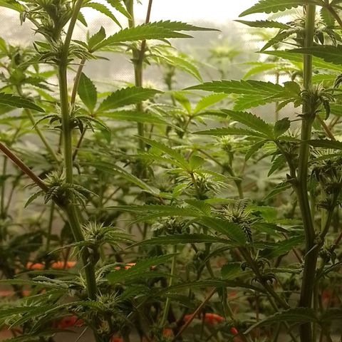 Nirvi growlog timeline photo
