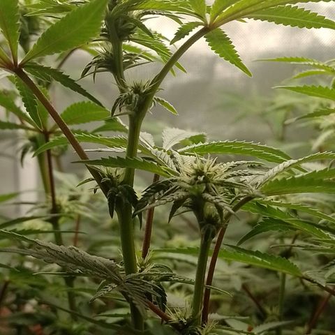 Nirvi growlog timeline photo