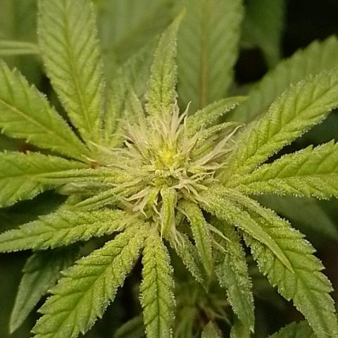 Nirvi growlog timeline photo
