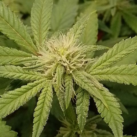 Nirvi growlog timeline photo