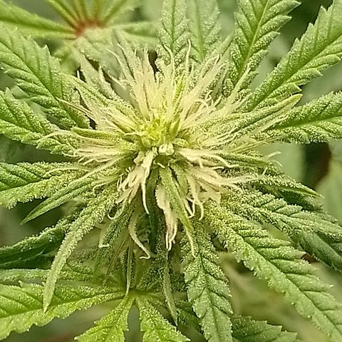 Nirvi growlog timeline photo