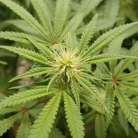 Nirvi growlog timeline photo