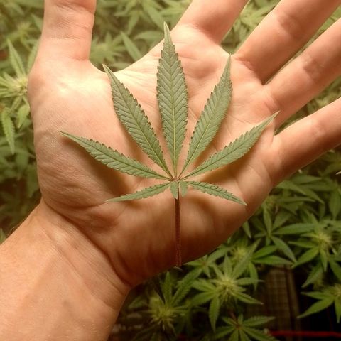 Nirvi growlog timeline photo