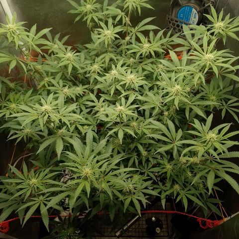 Nirvi growlog timeline photo