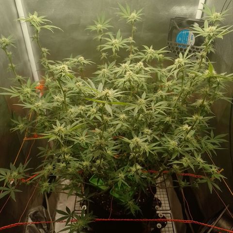 Nirvi growlog timeline photo
