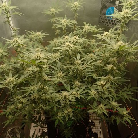Nirvi growlog timeline photo
