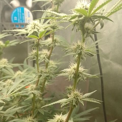 Nirvi growlog timeline photo