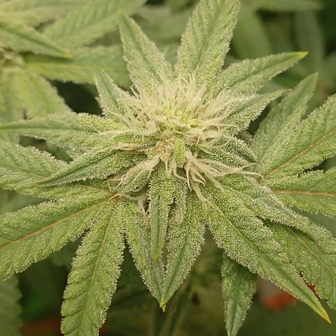 Nirvi growlog timeline photo
