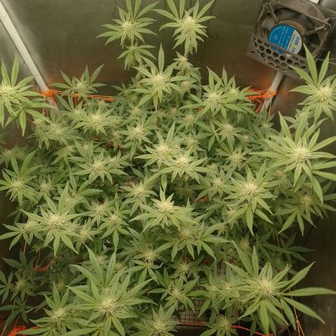 Nirvi growlog timeline photo