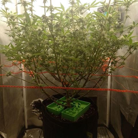 Nirvi growlog timeline photo