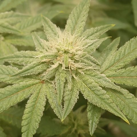 Nirvi growlog timeline photo
