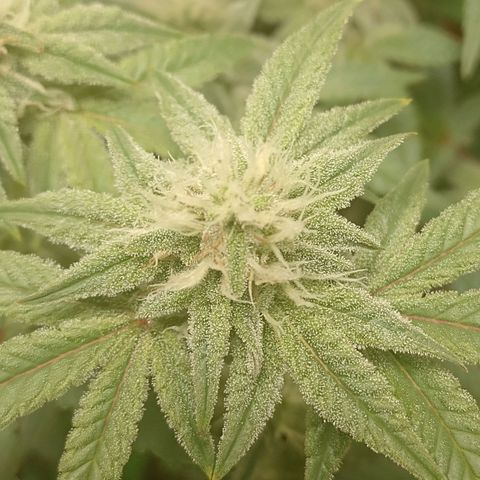 Nirvi growlog timeline photo