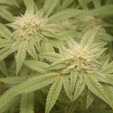 Nirvi growlog timeline photo