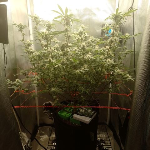 Nirvi growlog timeline photo