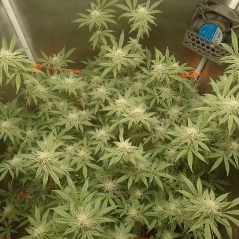 Nirvi growlog timeline photo