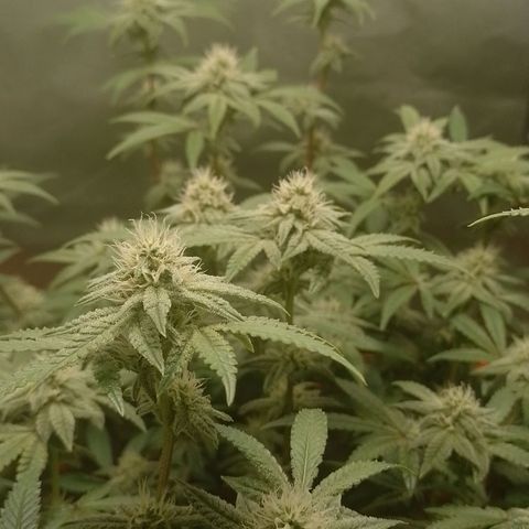 Nirvi growlog timeline photo