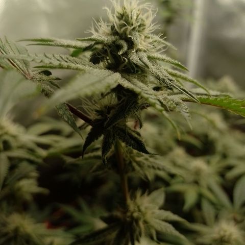 Nirvi growlog timeline photo
