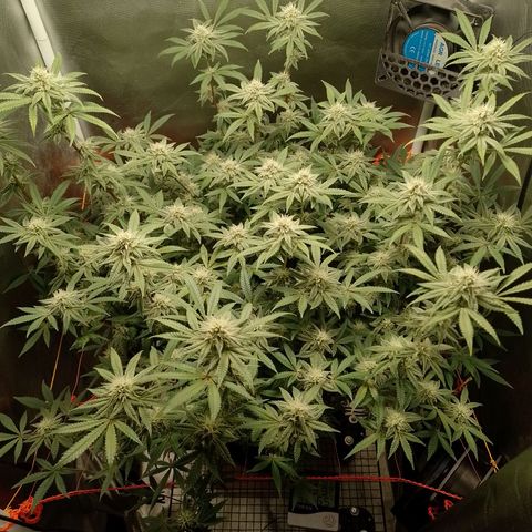 Nirvi growlog timeline photo