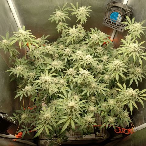 Nirvi growlog timeline photo