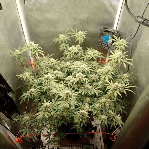 Nirvi growlog timeline photo