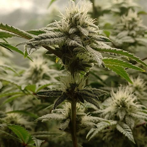 Nirvi growlog timeline photo