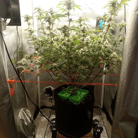Nirvi growlog timeline photo