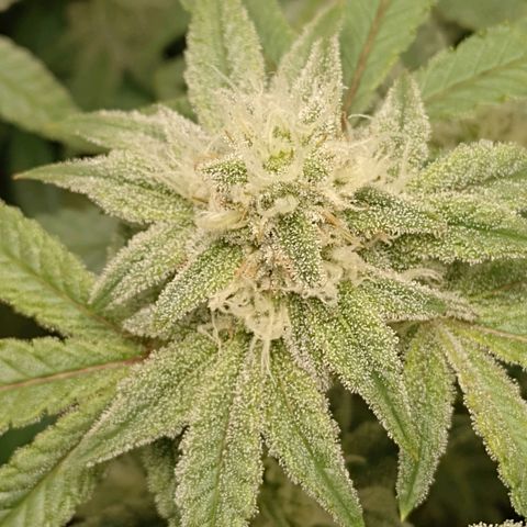 Nirvi growlog timeline photo