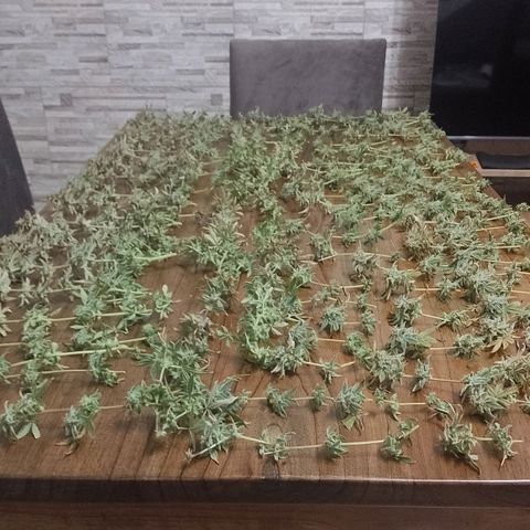 Nirvi growlog timeline photo