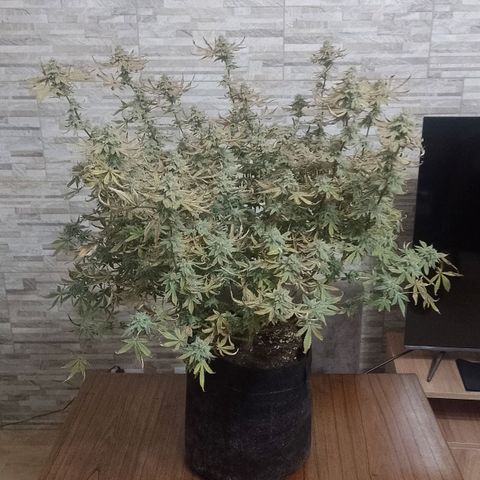 Nirvi growlog timeline photo