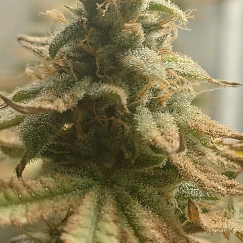 Nirvi growlog timeline photo