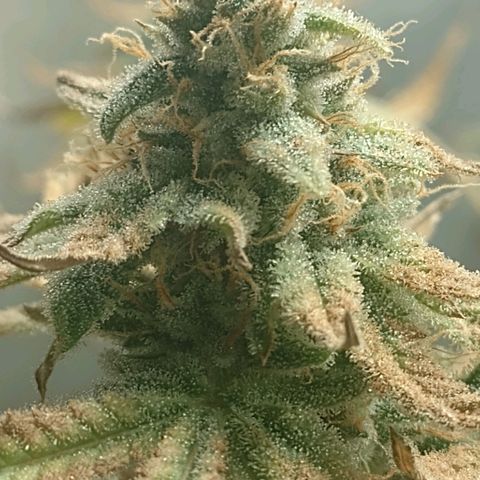 Nirvi growlog timeline photo