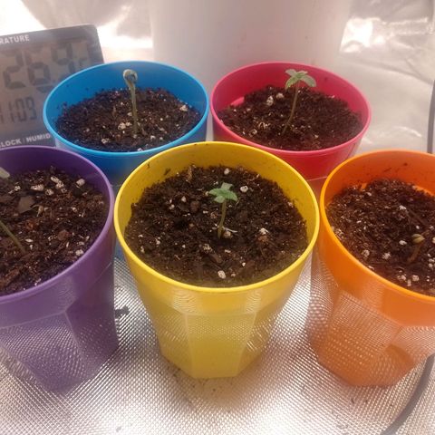 Poddy Mouth  growlog timeline photo