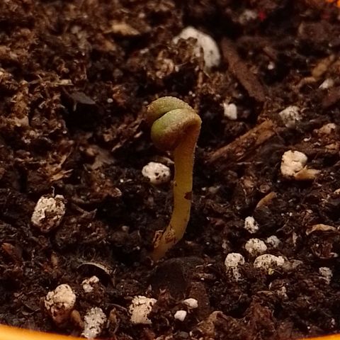 Poddy Mouth  growlog timeline photo