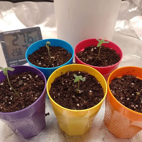 Poddy Mouth  growlog timeline photo