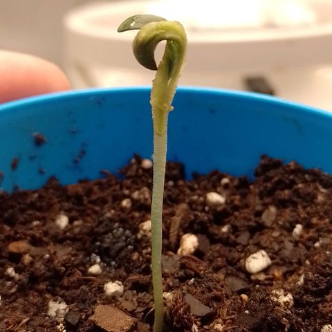 Poddy Mouth  growlog timeline photo